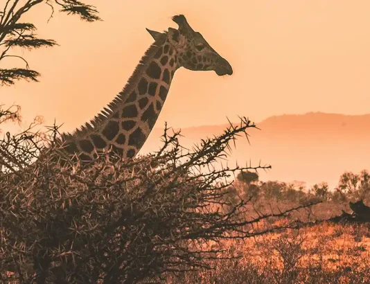 img_43 Safari